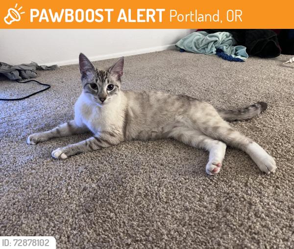 Found/Stray Female Cat last seen Xena Bugz Lookout in portland oregon , Portland, OR 97214