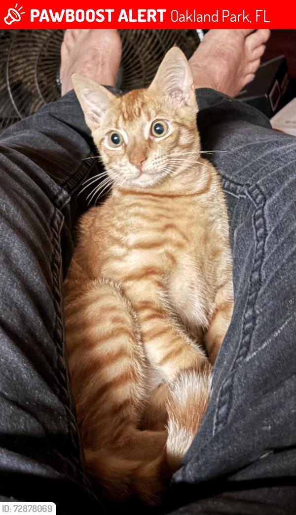 Lost Male Cat last seen NE 36th Street and 6th Avenue , Oakland Park, FL 33334