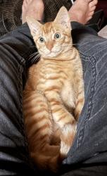 Lost Male Cat last seen NE 36th Street and 6th Avenue , Oakland Park, FL 33334
