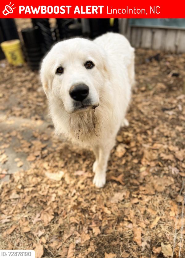 Lost Male Dog last seen Salem church road, Lincolnton, NC 28092