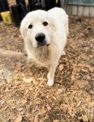 Lost Male Dog last seen Salem church road, Lincolnton, NC 28092