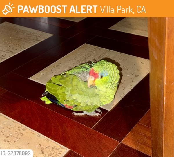 Found/Stray Unknown Bird last seen Laconia Dr. and Aberdeen , Villa Park, CA 92861
