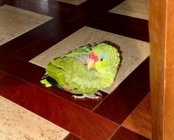 Found/Stray Unknown Bird last seen Laconia Dr. and Aberdeen , Villa Park, CA 92861