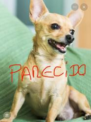 Found/Stray Unknown Dog last seen Está en el andén al lado de un árbol sobre la 17 terrace y esquina 19 avenida del SW, Miami, FL 33145