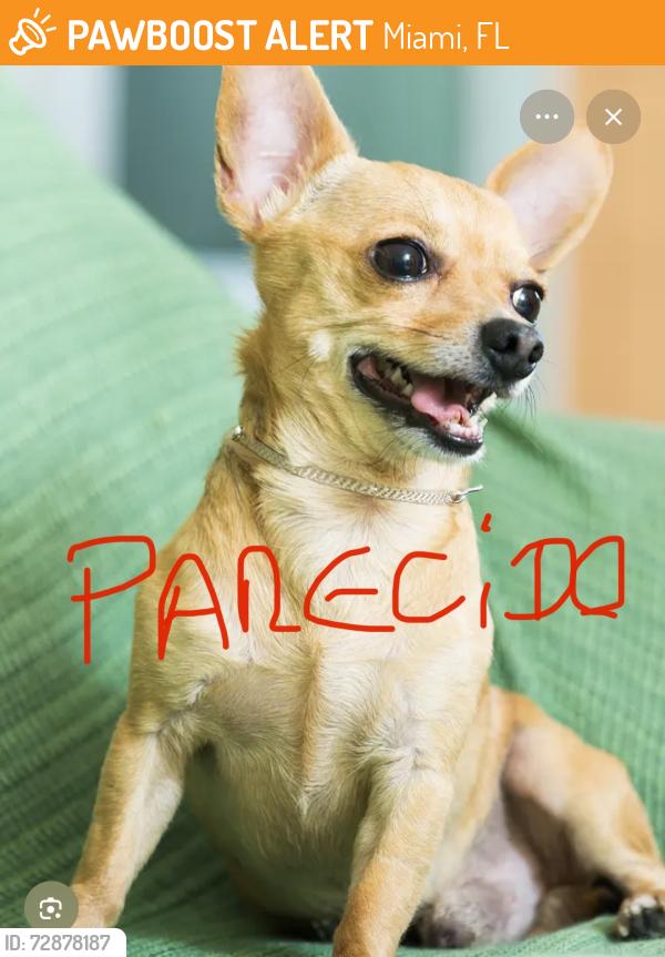 Found/Stray Unknown Dog last seen Está en el andén al lado de un árbol sobre la 17 terrace y esquina 19 avenida del SW, Miami, FL 33145