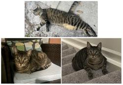 Lost Male Cat last seen Brookview at Citrus Park, Tampa, FL 33625