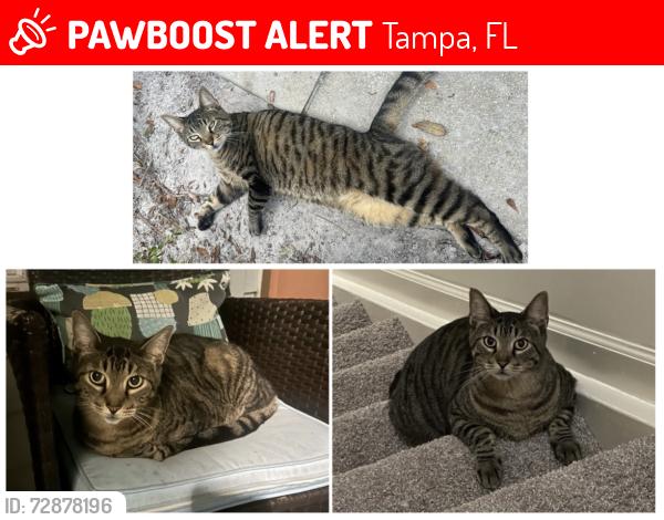 Lost Male Cat last seen Brookview at Citrus Park, Tampa, FL 33625