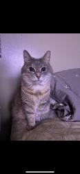 Lost Female Cat last seen Dollar general, Corbin, KY 40701