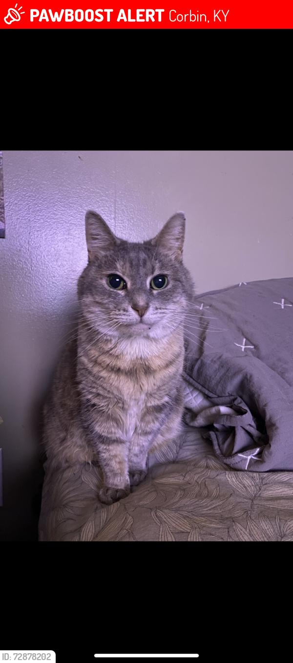 Lost Female Cat last seen Dollar general, Corbin, KY 40701
