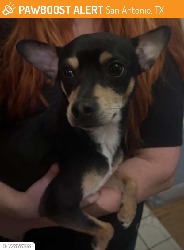Found/Stray Male Dog last seen Near Vista View by Walmart/Churchill baptist, San Antonio, TX 78231