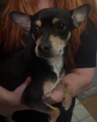 Found/Stray Male Dog last seen Near Vista View by Walmart/Churchill baptist, San Antonio, TX 78231