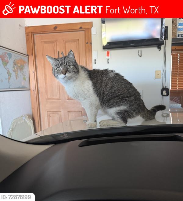 Lost Female Cat last seen Boat Club Road and Seville, Fort Worth, TX 76179