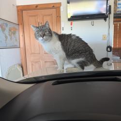 Lost Female Cat last seen Boat Club Road and Seville, Fort Worth, TX 76179