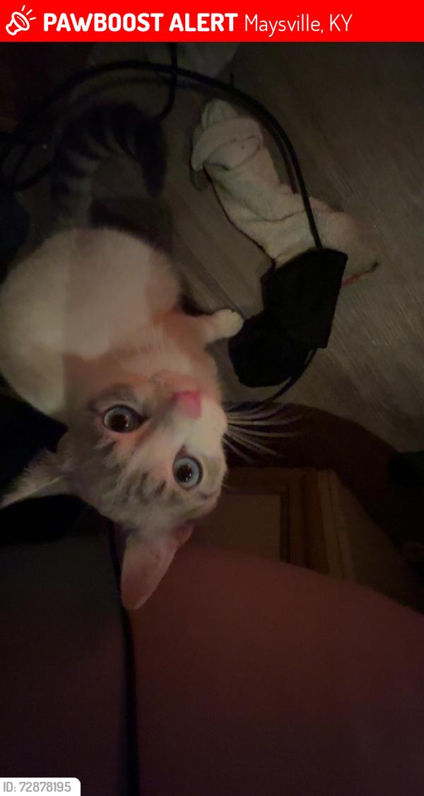 Lost Male Cat last seen Gardens by st Patrick , Maysville, KY 41056