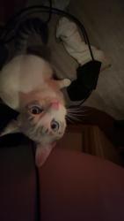 Lost Male Cat last seen Gardens by st Patrick , Maysville, KY 41056