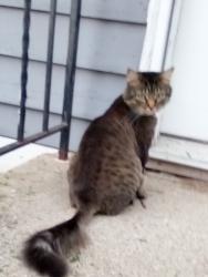 Lost Female Cat last seen Old water tower lot in Genoa City , Genoa City, WI 53128