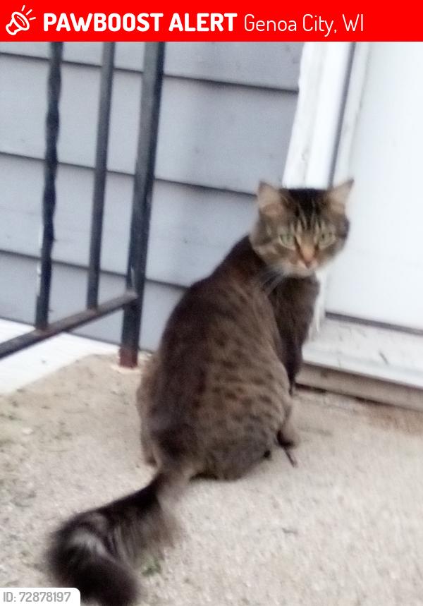 Lost Female Cat last seen Old water tower lot in Genoa City , Genoa City, WI 53128