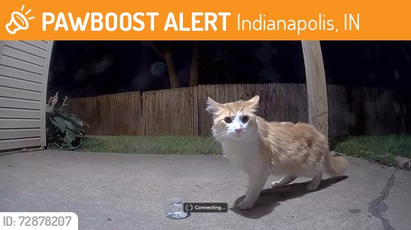 Found/Stray Unknown Cat last seen Shelbyville Rd, Indianapolis, IN 46237