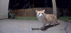 Found/Stray Unknown Cat last seen Shelbyville Rd, Indianapolis, IN 46237