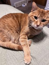 Lost Female Cat last seen Near the Ledgeview Town Hall, De Pere, WI 54115