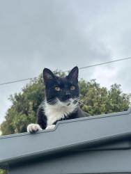 Lost Female Cat last seen Sunshine tr, Julian, CA 92036