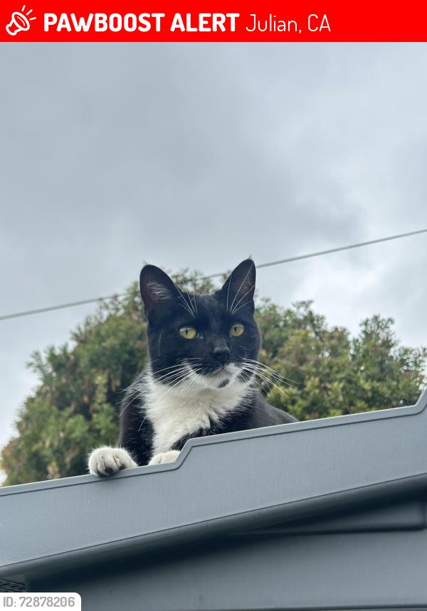 Lost Female Cat last seen Sunshine tr, Julian, CA 92036