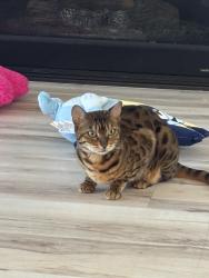 Reunited Female Cat last seen Powhaton and walker, Aurora, CO 80016