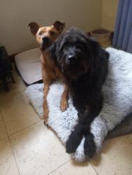 Lost Male Dog last seen The Rivers Hotel SRO, Los Angeles, CA 90021