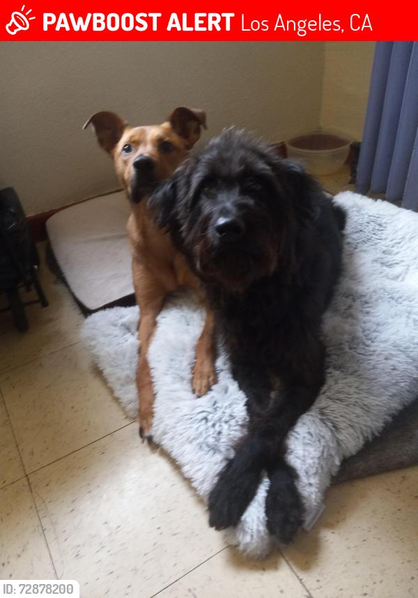 Lost Male Dog last seen The Rivers Hotel SRO, Los Angeles, CA 90021