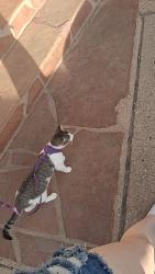 Lost Female Cat last seen ames ave, Cheyenne, WY 82003