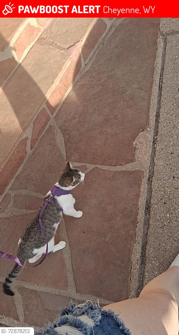 Lost Female Cat last seen ames ave, Cheyenne, WY 82003