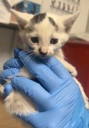 Shelter Stray Male Cat last seen Fresno, CA 93706, Fresno, CA 93706