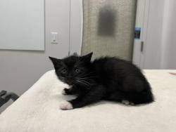 Shelter Stray Female Cat last seen Highland Ave and 30th, KCMO, 64109, 64109, MO, Kansas City, MO 64132