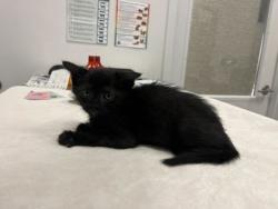Shelter Stray Male Cat last seen Highland Ave and 30th, KCMO, 64109, 64109, MO, Kansas City, MO 64132