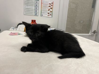 Shelter Stray Male Cat last seen Highland Ave and 30th, KCMO, 64109, 64109, MO, Kansas City, MO 64132