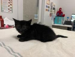 Shelter Stray Male Cat last seen Highland Ave and 30th, KCMO, 64109, 64109, MO, Kansas City, MO 64132