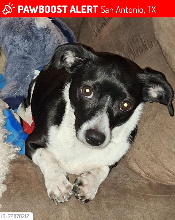 Lost Female Dog last seen Vance Jackson and Wayside, San Antonio, TX 78213
