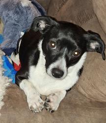 Lost Female Dog last seen Vance Jackson and Wayside, San Antonio, TX 78213