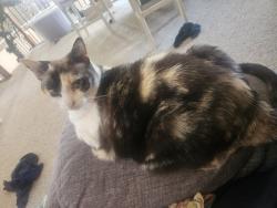 Lost Female Cat last seen Olive and Citrus, Waddell, AZ 85355