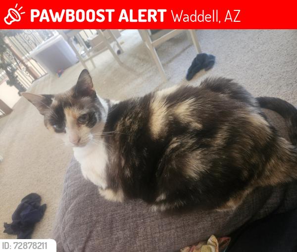 Lost Female Cat last seen Olive and Citrus, Waddell, AZ 85355