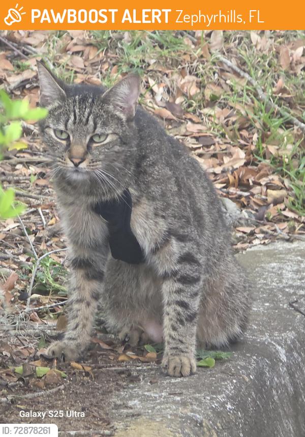 Found/Stray Unknown Cat last seen Pretty pond Rd, Zephyrhills, FL 33541