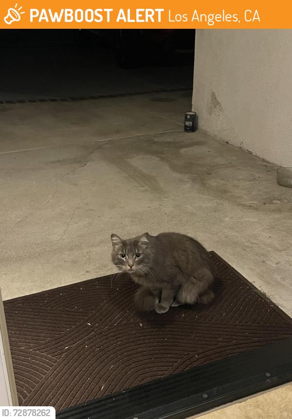 Found/Stray Female Cat last seen Oneida Ave , Los Angeles, CA 91352