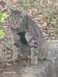 Found/Stray Unknown Cat last seen Pretty pond Rd, Zephyrhills, FL 33541