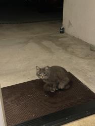 Found/Stray Female Cat last seen Oneida Ave , Los Angeles, CA 91352