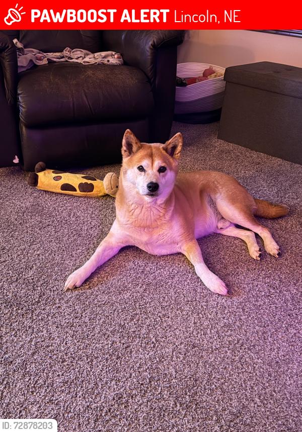Lost Male Dog last seen SW 28th st, Lincoln, NE 68522