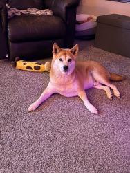 Lost Male Dog last seen SW 28th st, Lincoln, NE 68522
