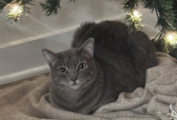 Lost Male Cat last seen Near Cynthia Ct, Hayward, CA 94541, USA, Hayward, CA 94541