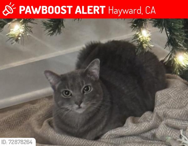 Lost Male Cat last seen Near Cynthia Ct, Hayward, CA 94541, USA, Hayward, CA 94541