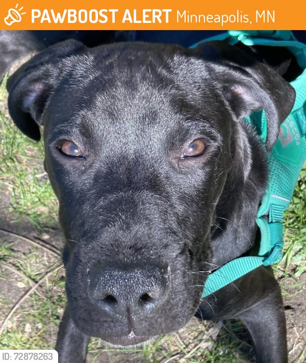 Found/Stray Male Dog last seen Lake street and Harriet Ave, Minneapolis, MN 55408