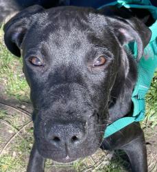 Found/Stray Male Dog last seen Lake street and Harriet Ave, Minneapolis, MN 55408
